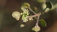Lepidium virginicum menziesii