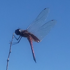 Tramea darwini