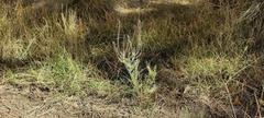 Lepidium virginicum menziesii