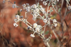 Ptilotus astrolasius