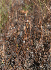 Schizachyrium fragile