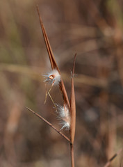 Schizachyrium fragile