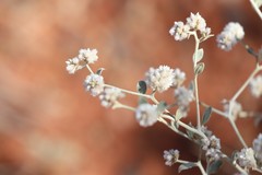 Ptilotus astrolasius