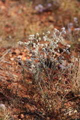 Ptilotus astrolasius