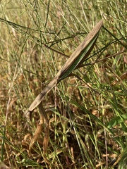 Tenodera sinensis