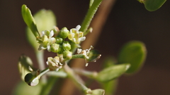 Lepidium virginicum menziesii