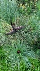 Pinus montezumae