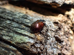 Macrolina