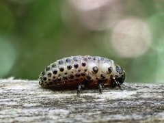 Chrysomela schaefferi