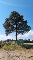 Pinus montezumae