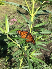 Danaus plexippus