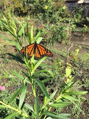 Danaus plexippus