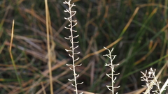 Lepidium virginicum menziesii