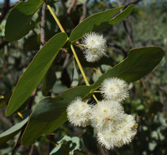 Eucalyptus shirleyi