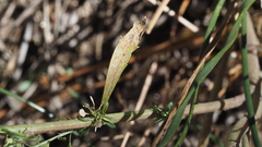 Lepidium virginicum menziesii