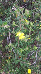 Hibbertia marginata
