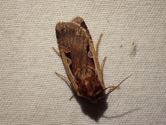 Parabagrotis exsertistigma