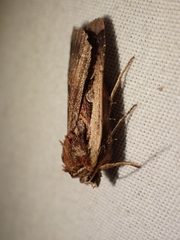 Parabagrotis exsertistigma