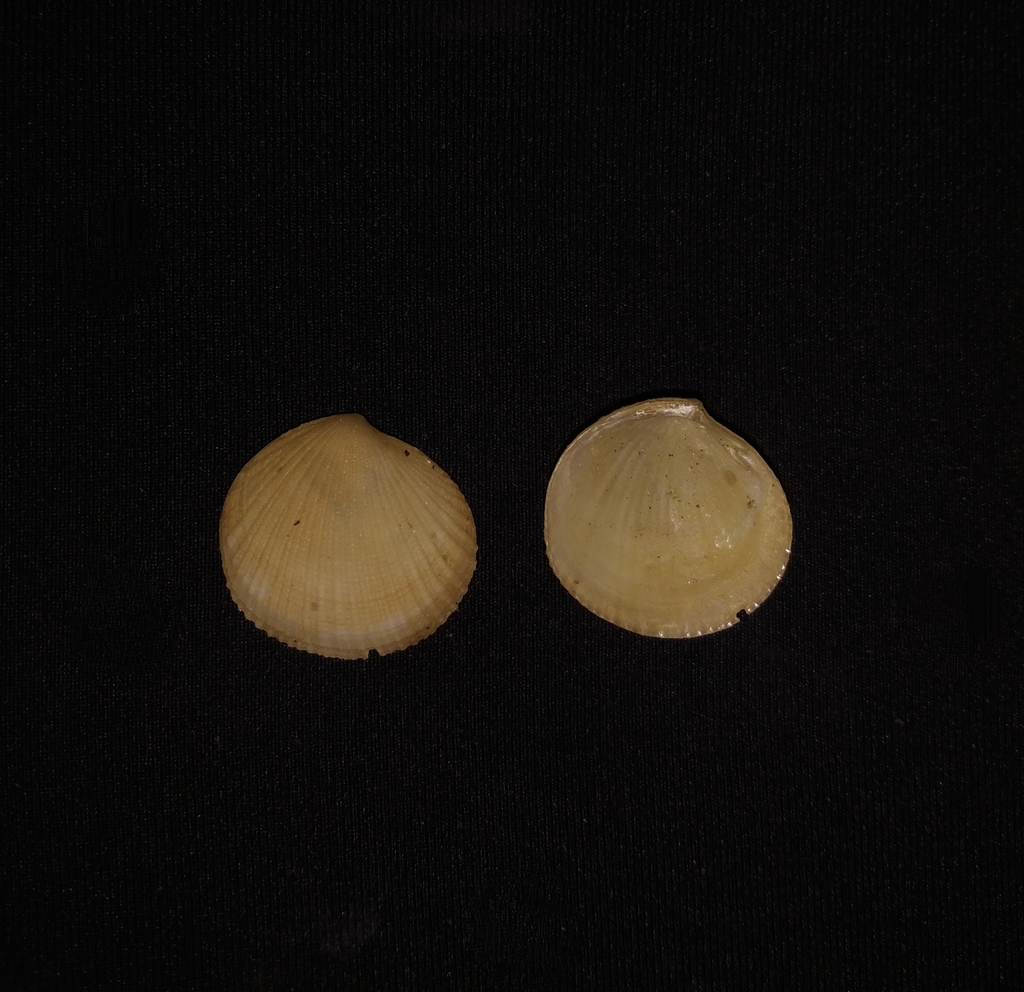 Ctena mexicana