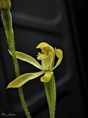 Caladenia transitoria