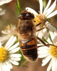 Eristalis tenax