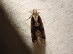 Morophagoides