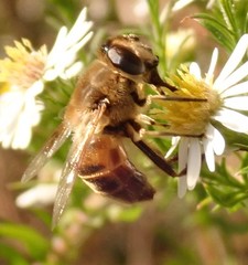 Eristalis tenax