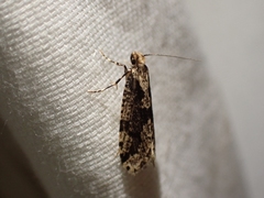 Morophagoides