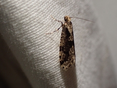 Morophagoides