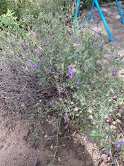 Dicliptera resupinata