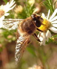 Eristalis tenax