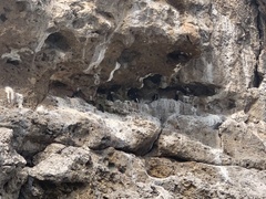 Sula leucogaster brewsteri