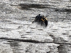 Harmonia axyridis