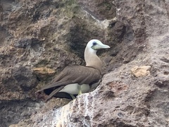 Sula leucogaster brewsteri