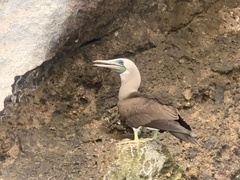 Sula leucogaster brewsteri