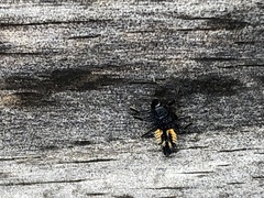 Harmonia axyridis