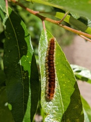 Malacosoma constricta