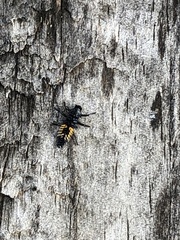 Harmonia axyridis
