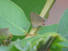 Electrostrymon endymion