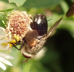 Archytas analis