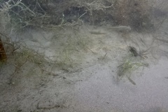 Rhinichthys osculus 3