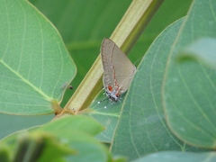 Electrostrymon endymion