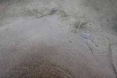 Rhinichthys osculus 3
