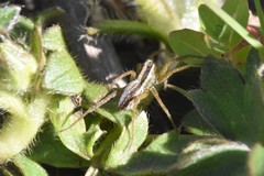 Pardosa distincta