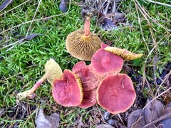 Suillus paluster