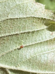Cecidomyiini
