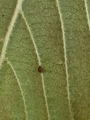 Cecidomyiini