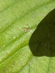 Cecidomyiini