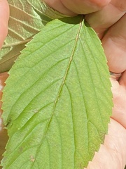 Cecidomyiini
