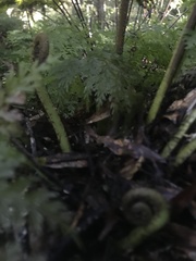 Asplenium bulbiferum